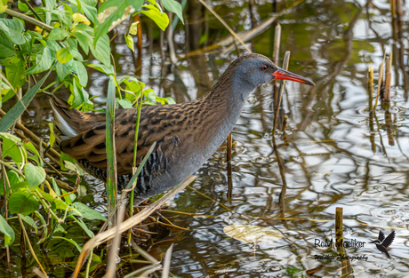 Va Isroil porno Semirib ketgan ayolni yaqindan korish mumkin