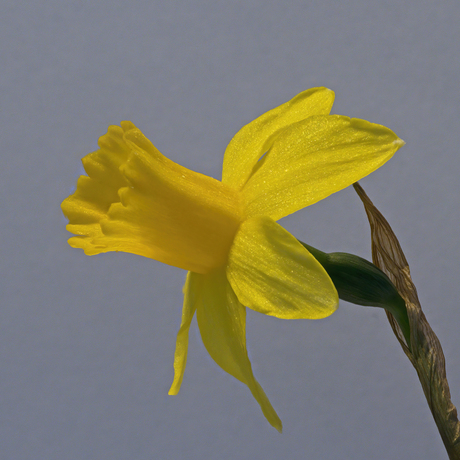 Narcis en profil