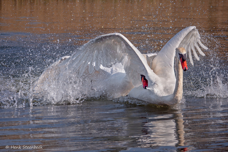 Zwaan geeft op
