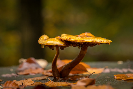 Van de regen in de drup