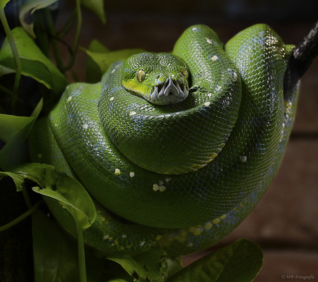 Green snake