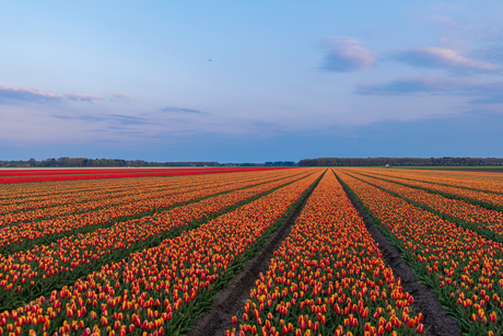 tulp oranje boven
