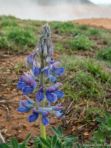Lupine