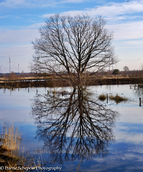 Reflection in Bargerveen