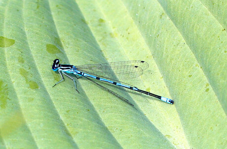 Blauwe juffer
