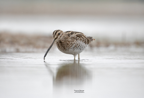 Watersnip