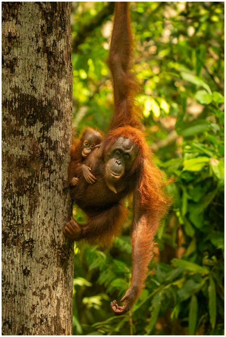 Mother with child, Borneo