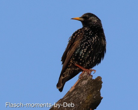 Noem het maar gewoon een spreeuw..