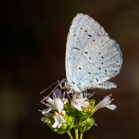 Boomblauwtje op Wilde Marjolein