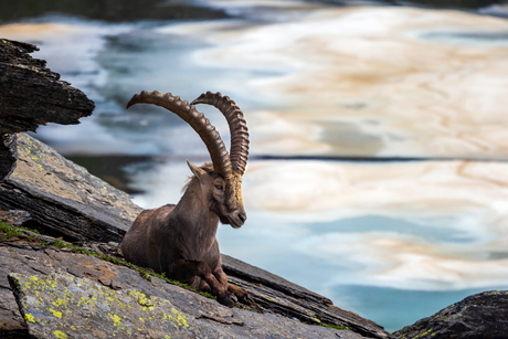 Resting Ibex