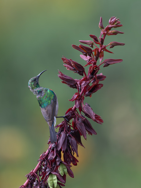 Malachiet Sunbird 
