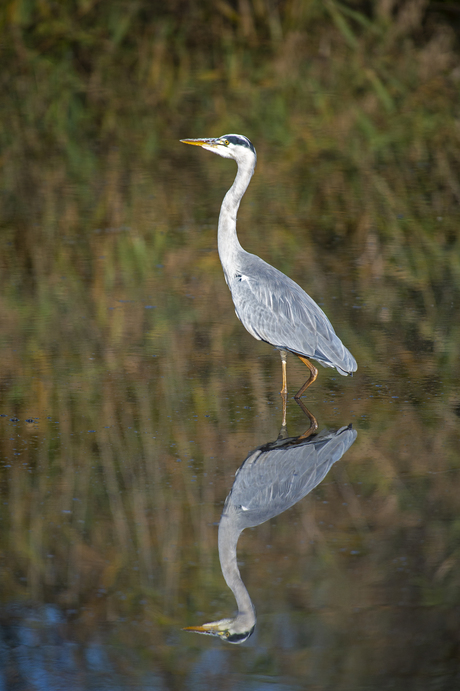 Weerspiegeling