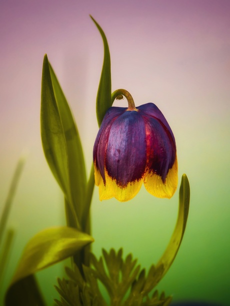 Fritillaria 