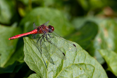 bloedrode heidelibel 