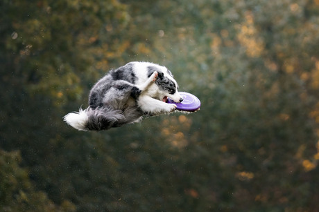 Frisbeedog