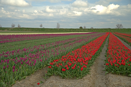 Tulpenvelden