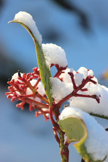 winter in de voortuin