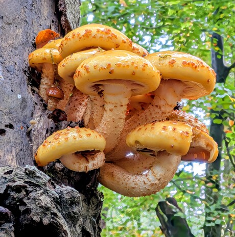 De Goudvliesbundelzwam