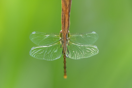 Bruinrode Heidelibel