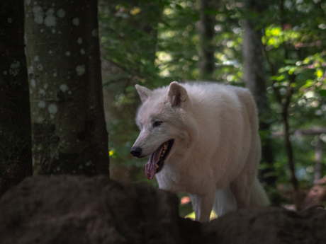 Witte wolf