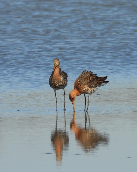 Symbool van onze unieke natuurlijke landschappen. 
