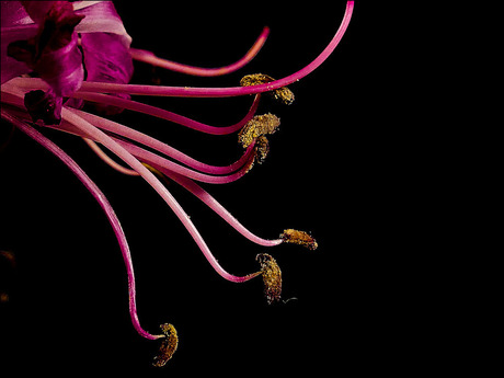 dansende bloemstengeltjes..............................