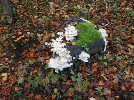 Herfstwonderplekje in stadspark te Nijmegen 2024