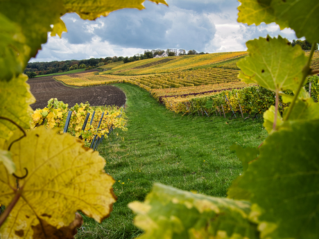 Herfst op wijnboerderij Apostelhoeve, Maastricht