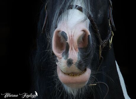 Irish cob