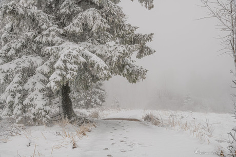 Winterslandschap