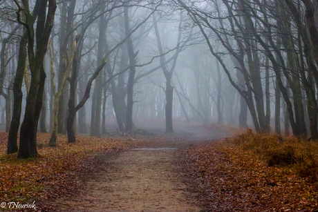 Foggy forest