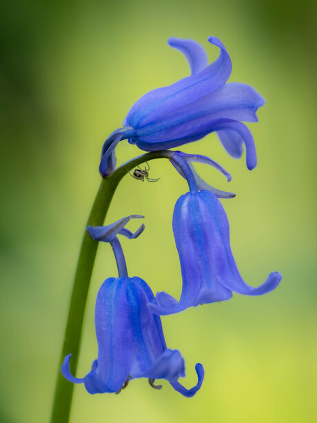 Bleu bells