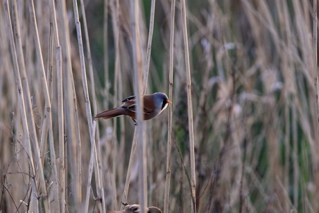 Baardmannetje in het riet