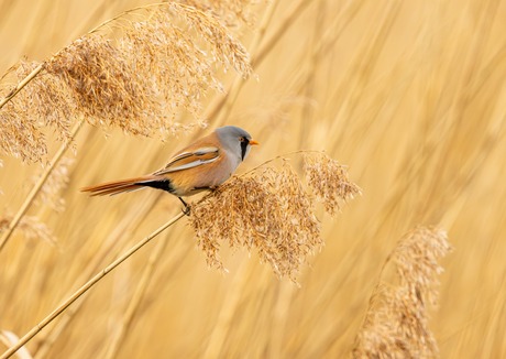 Baardman tussen de rietpluimen