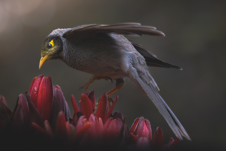 Tuinhoningeter (Noisy Miner)