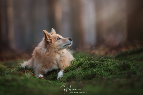 Brya in het bos