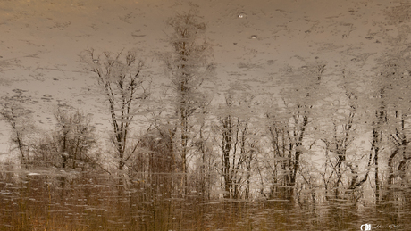 Reflectie in het water