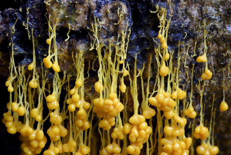 troskalknetje deel 1