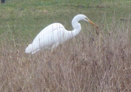 Een Grote Zilverreiger 1