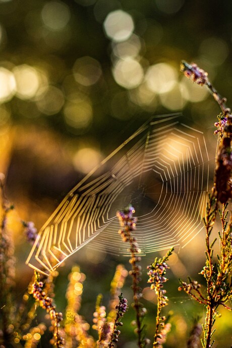 Spinnenweb met zonsopkomst 