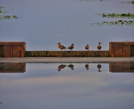 Familie eend