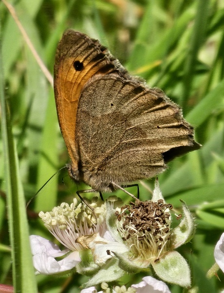 Bruin zandoogje 