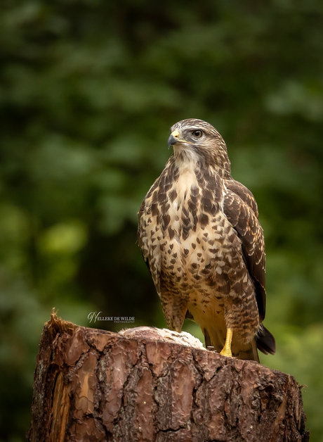 Witte buizerd