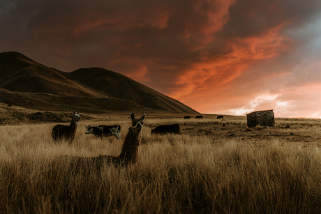 Lama in het veld