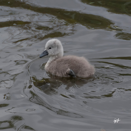 Jonge zwaan