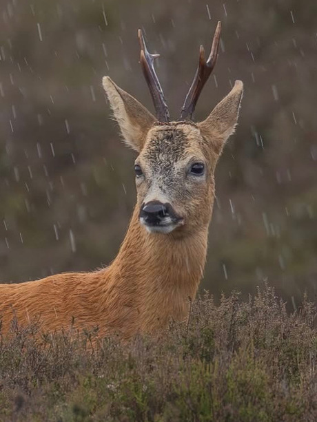 It’s raining