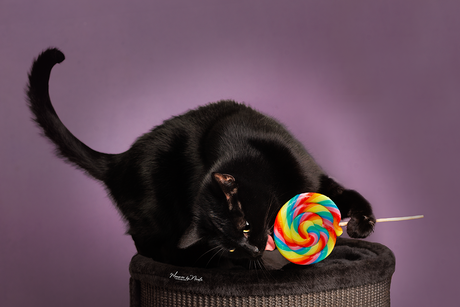 Shadow enjoy's the candy