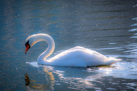 zwaan net uit het water