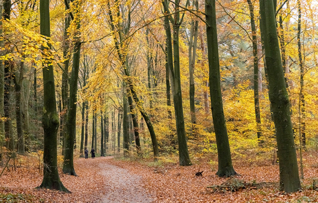 Herfst bos