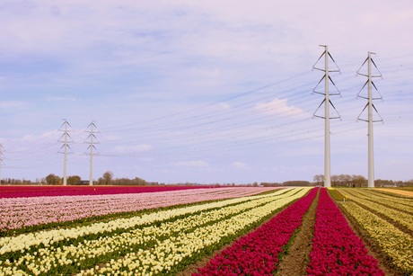 Lange rijen................